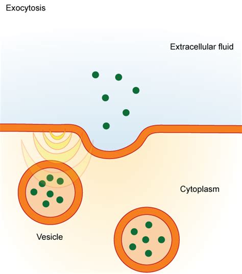 Endocytosis And Exocytosis Biology For Majors I