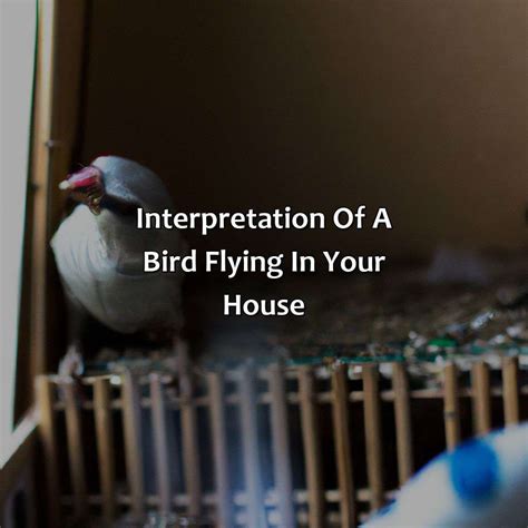 What Is The Spiritual Meaning Of A Bird Flying In Your House Relax
