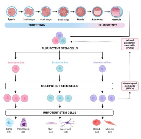Levels Of Stem Cell Differentiation Potential Totipotent Stem Cells
