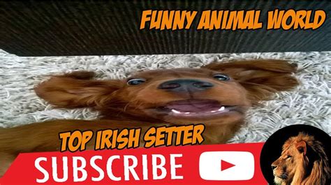 Top 1 Funniest Irish Setter Videos Youtube