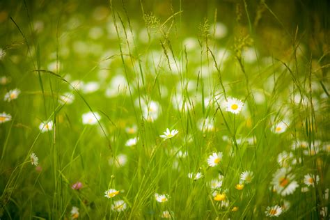 Download Summer White Flower Flower Blur Green Nature Meadow 4k Ultra