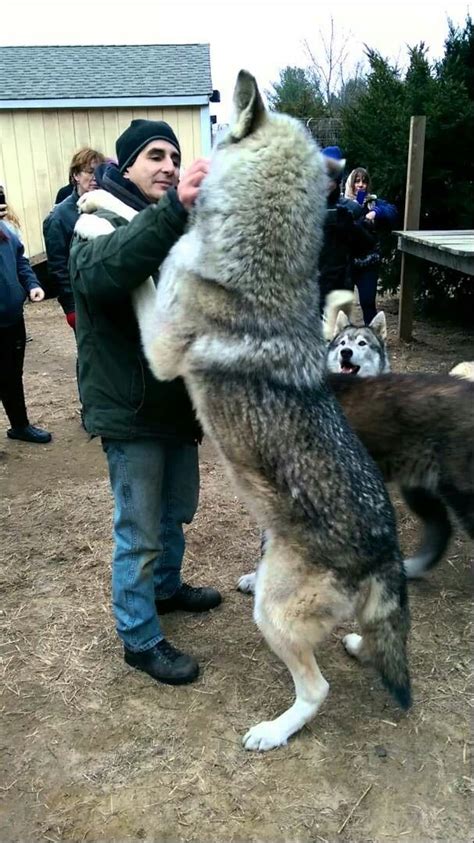 Size Comparison Of A Man And A Wolf Wolf Hybrid Dogs Wolf Dog