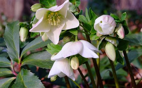 The Top Ten Winter Flowering Plants David Domoney