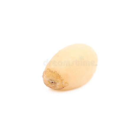 Single Pine Nut Isolated Stock Photo Image Of Group 109015824