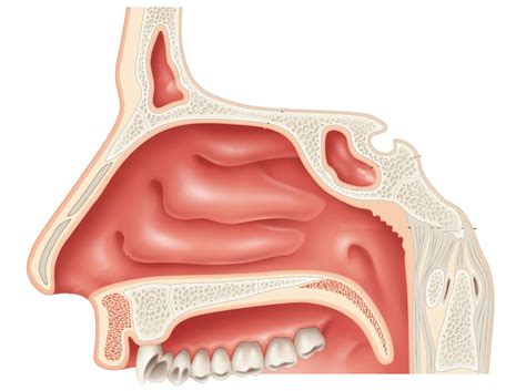 Rendering Of A Right Nasal Cavity Anatomy Adaptation Of Image Obtained