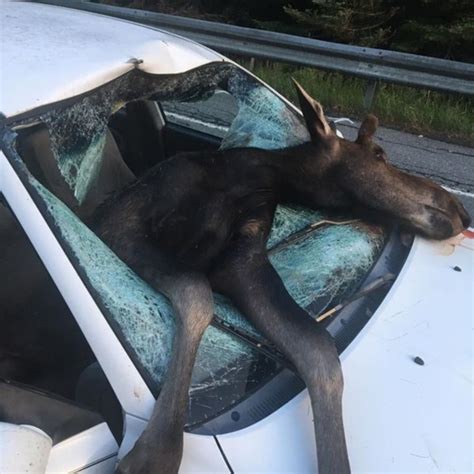 Driver Uninjured After Crashing Into Moose In Aroostook County