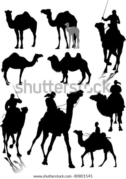 Collection Silhouettes Different Breeds Camels Vector Stock Vector Royalty Free 80801545