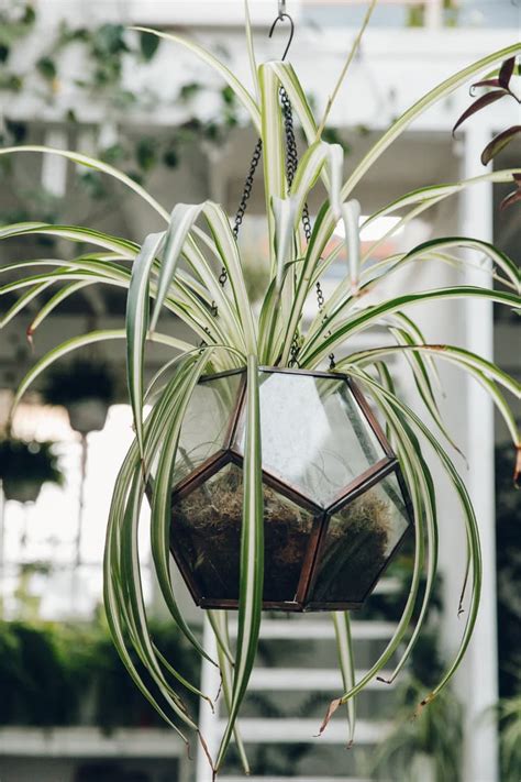 10 Hanging Plants Thatre Low Maintenance For Beginner Gardeners