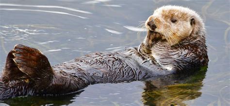 Sea Otters Amazing Endangered Species Animals