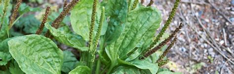 How To Get Rid Of Broadleaf Weeds Brightview
