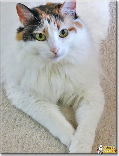 Saffron loves other cats and playing outside (cat safe enclosure) shy when it comes to humans but when she's adjusted she likes a pat and head rub, great cat for companion to another cat not a lap. Nyla the Mixed Breed Cat | Cats, Mixed breed, Pets