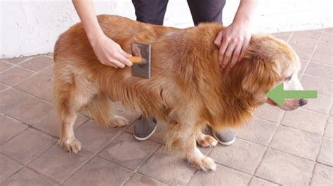 Most of the time, golden retrievers are not shown in their original form and before you proceed with the grooming of your golden retriever, you need to thoroughly clean the after grooming your golden retriever, make sure that you wash the dog and rinse the coat to. Top Pet Grooming Tips for Golden Retrievers | Glamorous Dogs