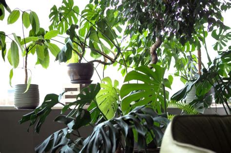 Common Houseplant Pests Identify Control And Prevent Smart Garden Guide