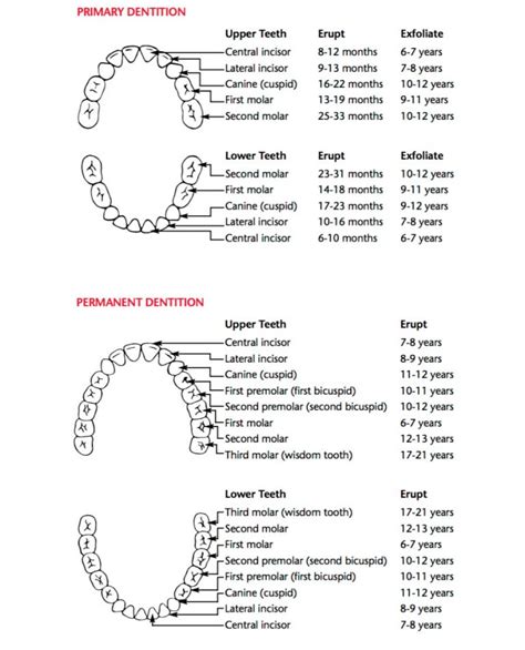 The Emergence Of Teeth Into The Mouth In Piedmont Ca Piedmont