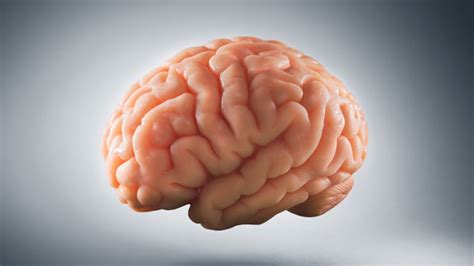 ‘the Idea Of The Brain Explores The Evolution Of Neuroscience