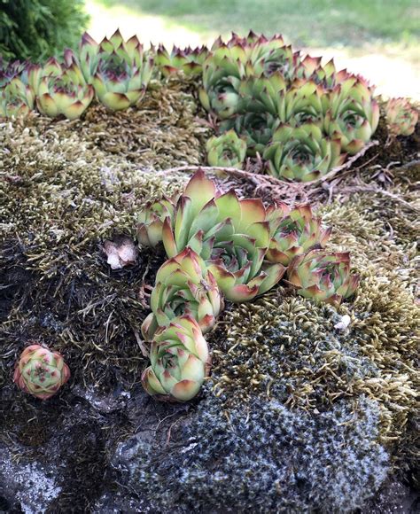 Wild Succulents Growing On A Boulder In The German Countryside First