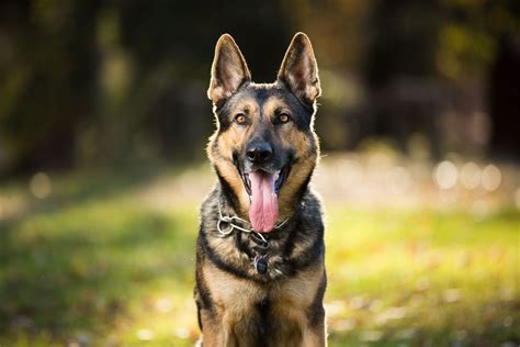 The 13 Best Guard Dogs — The Best Dog For Home Protection