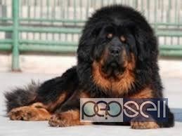 Tibetan mastiff puppies for sale. TIBETAN MASTIFF PUPPIES FOR SALE at Kochi | Kochi free ...