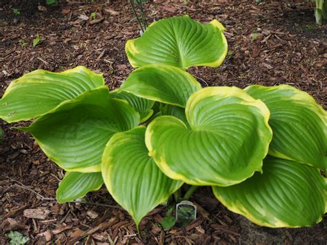 Cut or dig around the hosta plant, starting 10cm/4 inches from the base of a small plant, to 35cm/18 inches for a very large clump. Hosta Winter Snow - Knecht's Nurseries & Landscaping