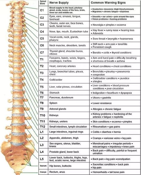 Spinal Nerve Function Medizzy