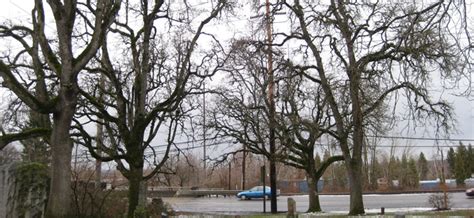 Native And Nuisance Trees The City Of Portland Oregon