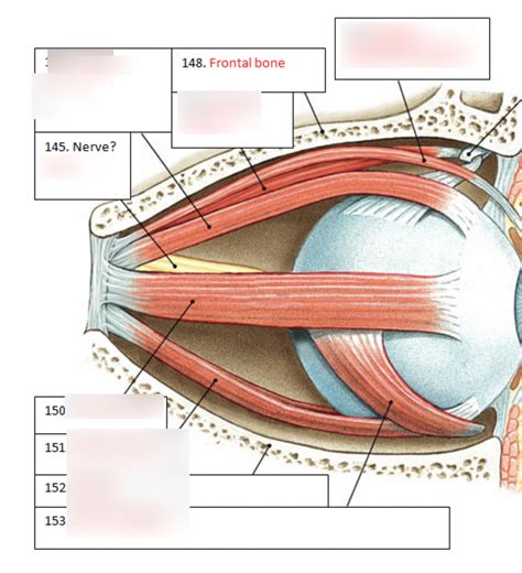 Eye Muscles Diagram Quizlet