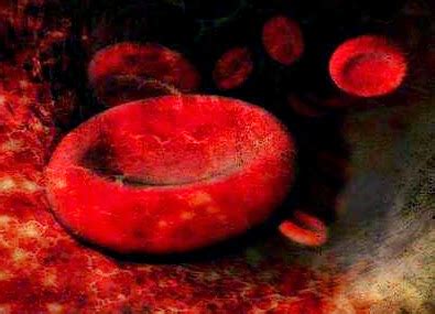 Función de los eritrocitos glóbulos rojos