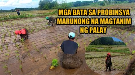 Buhay Bukid 10 Years Old Na Batang Babae Nagtatanim Ng Palay Youtube