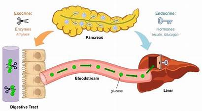 Glycogen Storage Starch Digestion Liver Pancreatic Regulation