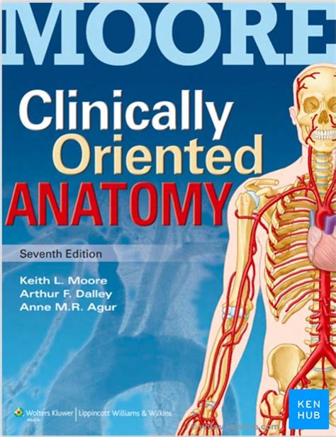 Moores Clinically Oriented Anatomy Review Kenhub