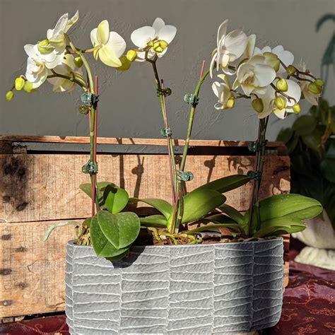 Mini Orchid Planter In Belmont Ma Jayne S Flowers