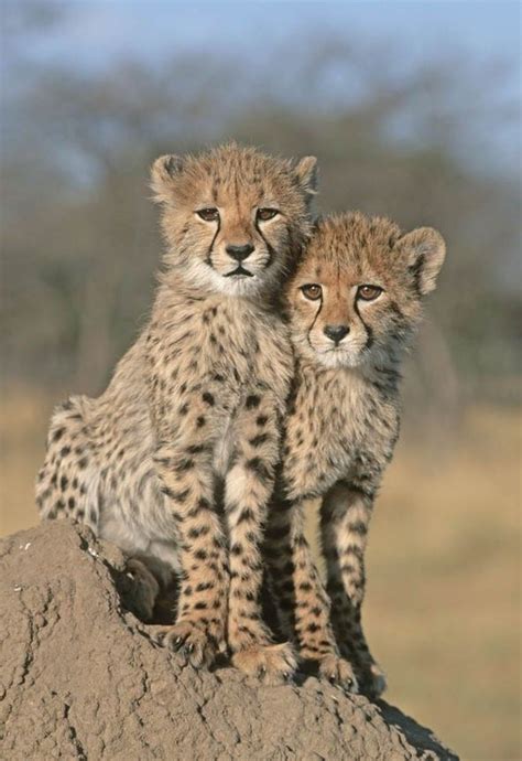 Female Cheetahs Will Only Meet With Males To Mate Unlike Male Cheetahs Who Live In A Group Of