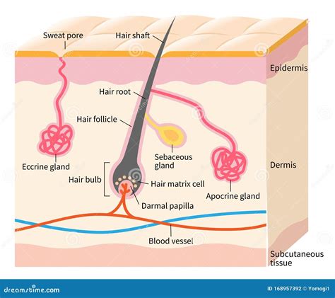 Human Skin Layer With Hair Follicle Sweat And Sebaceous Glands