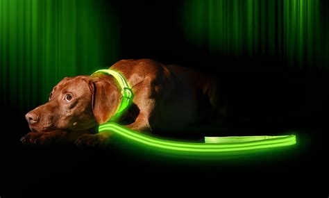 What Are The Best Dog Safety Lights The Good Kennel Guide