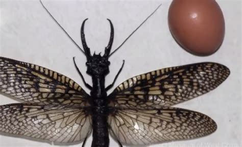 Worlds Largest Aquatic Bug Dobsonfly With Eight Inch Wingspan