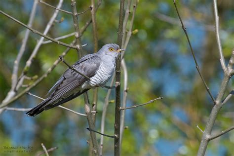 Der faschingsverein kuckuck sorgt für getränke und was zum knabbern. Einen Kuckuck fotografieren (Forum für Naturfotografen)