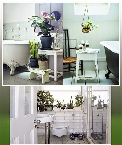 Badebanyo Las Plantas Ideales Para El BaÑo