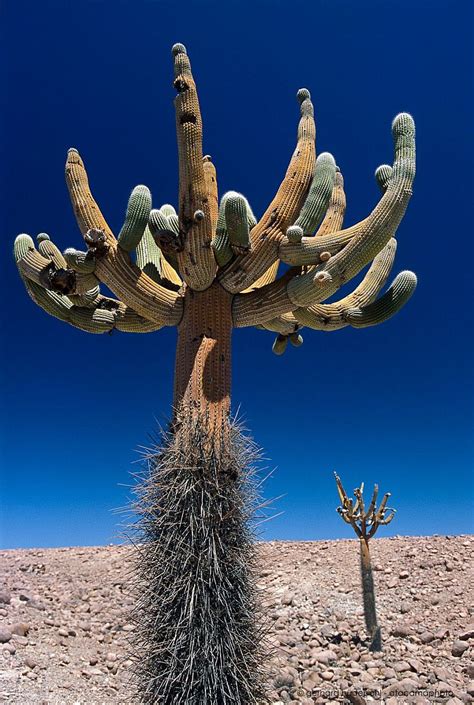 Types Of Desert Plants Plant Ideas