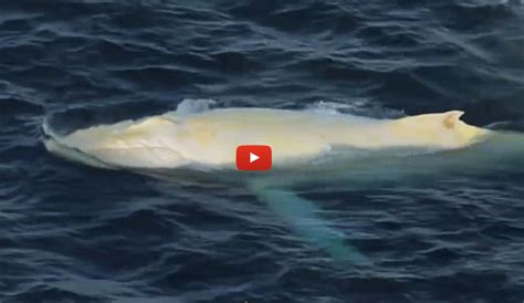 We did not find results for: Rare and Beautiful All-White Whale Spotted | The Inertia