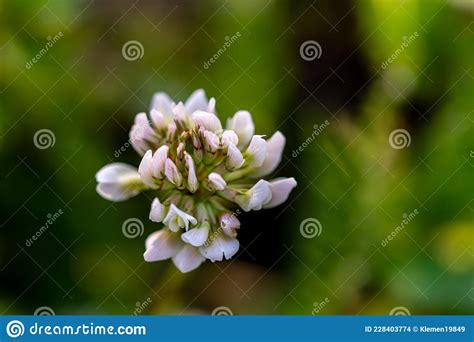 Trifolium Repens Flower Growing In Field Macro Stock Photo Image Of