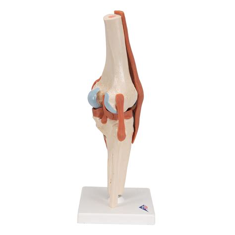 Deluxe Functional Knee Joint Model Anatomical Models Human Joint Models