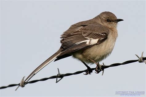 Pregnant Bird Phlairlinecom Flickr