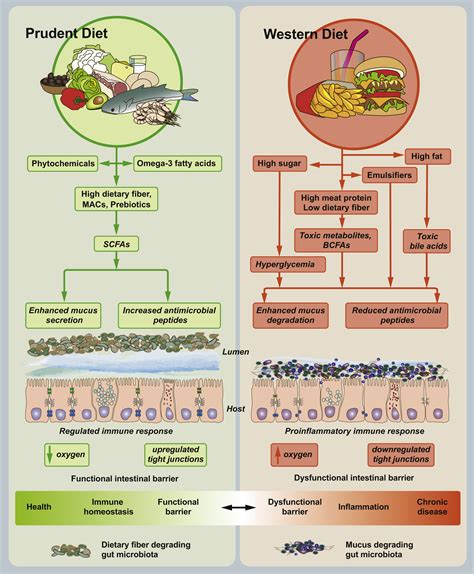 The Impact Of Dietary Fiber On Gut Microbiota In Host Health And