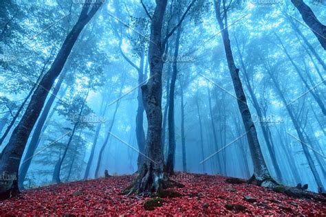 Mystical Foggy Forest Featuring Forest Autumn And Landscape High