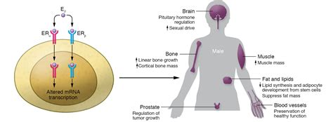 The Role Of Oxytocin Prolactin And Estrogen In Male Sexual Functions