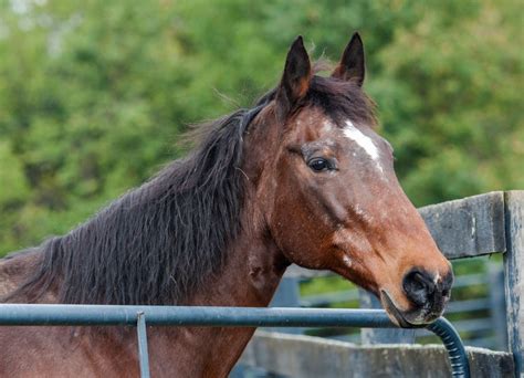 Feeding old horses in winter Your Horse Magazine