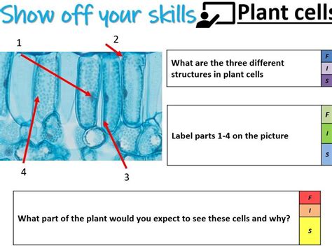 Cell Biology Ks3 Plant Cells Teaching Resources