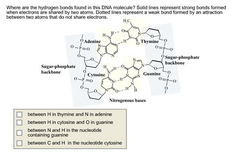 Nucleic acids dna and rna have both phosphodiester and hydrogen bonds linking them. Solved: Where Are The Hydrogen Bonds Found In This DNA Mol ...