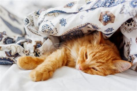 Why Do Cats Sleep At The Foot Of The Bed 5 Reasons