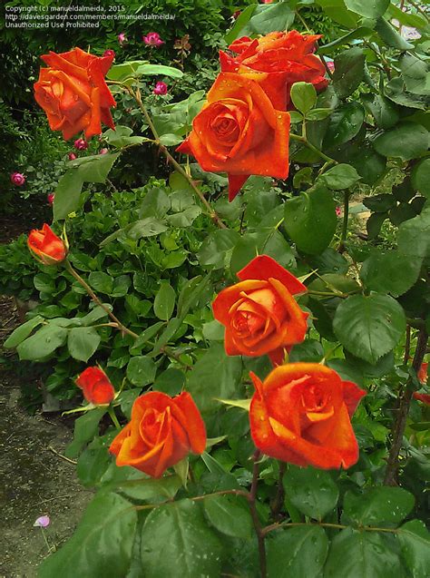 Plantfiles Pictures Hybrid Tea Rose Tropicana Rosa By Tbgdn